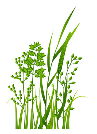 Fresh green grass. Meadow herbs. Realistic plantsのイラスト素材