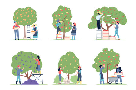 Picking from fruits tree. People collect apples, pears and cherry, agriculture harvest scenes. Planting and gardening, recent vector farmers setのイラスト素材