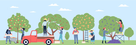 Farmers picking fruits from tree in garden, autumn harvest time. People collect pear, apple and...