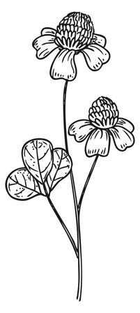 Chamomile flower sketch. Botanical drawing. Floral elementのイラスト素材