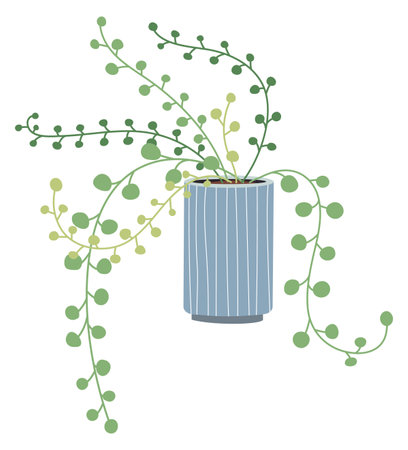 String of pearls plant. Green house decoration potのイラスト素材
