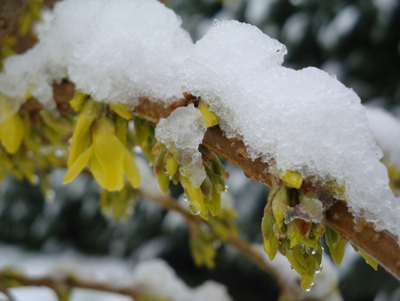 Snow on the blossomsの写真素材