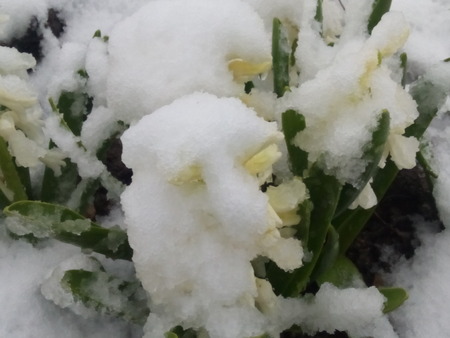 Snow on the blossomsの写真素材