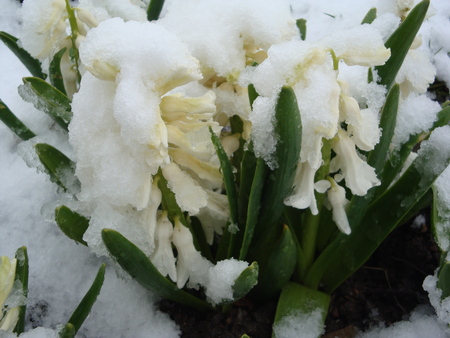 Snow on the blossomsの写真素材