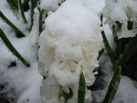 Snow on the blossomsの写真素材