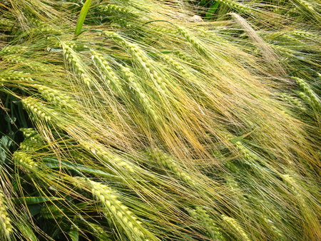 Grain on the fieldの写真素材