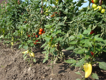 Peppers and tomatoes in the gardenの写真素材