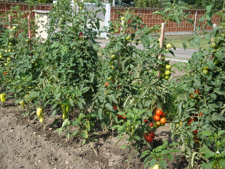 Peppers and tomatoes in the gardenの写真素材