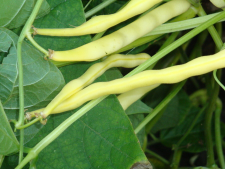 Beans in the gardenの写真素材