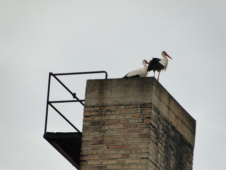 A couple of white storks Returned back in the springの写真素材