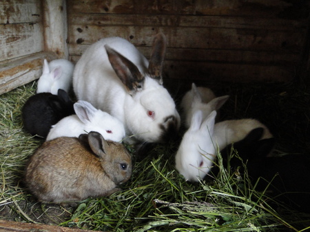 Rabbits familyの写真素材