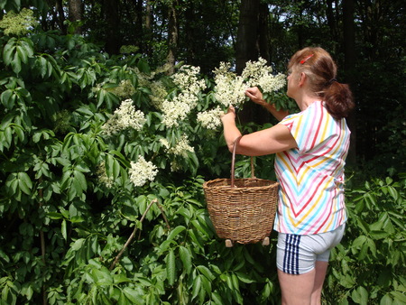 The woman is cutting the Elderflowerの写真素材