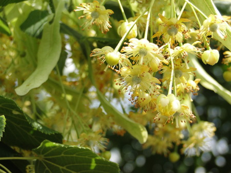 Lime blossomの写真素材