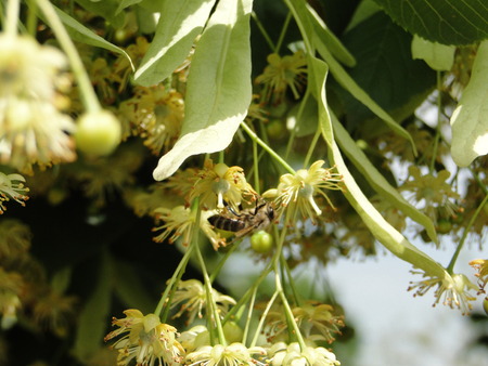Lime blossomの写真素材