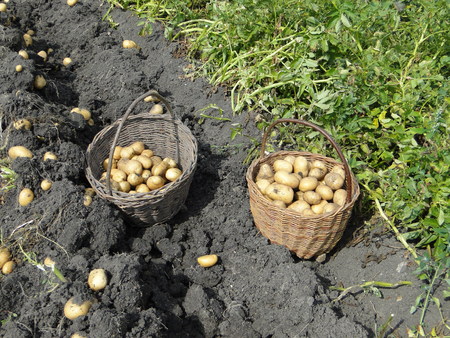 The hand harvest of potatoesの写真素材