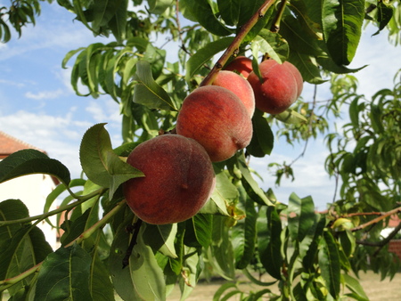 Harvest of peachesの写真素材