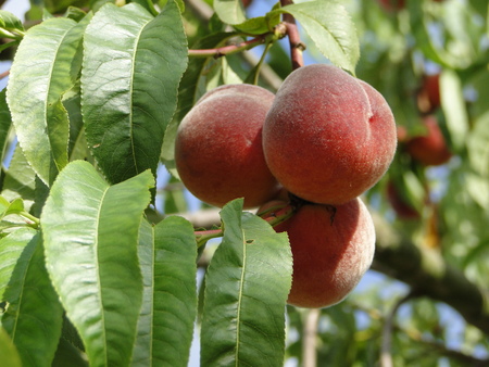 Harvest of peachesの写真素材