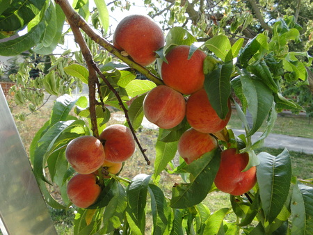 Harvest of peachesの写真素材