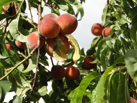 Harvest of peachesの写真素材
