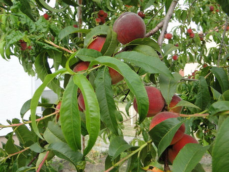 Harvest of peachesの写真素材