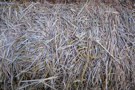 straw backgroundの写真素材