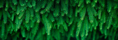Beautiful Christmas Green Fir Tree Banner Background