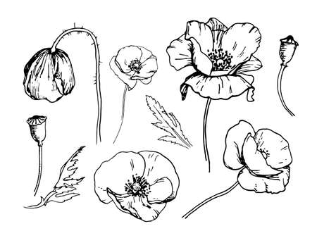 Vector monochrome illustration of blooming poppy elements isolated on white background. Realistic hand drawn line-art sketch. Can be used for design greeteng cards, banners, invitation.のイラスト素材