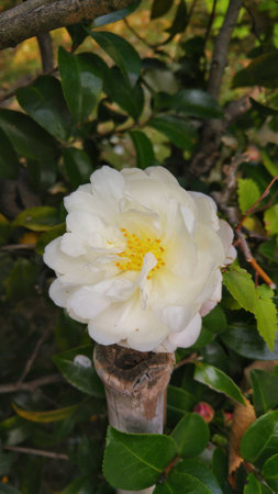 Beautiful flower "Paeonia" from Japan.の写真素材