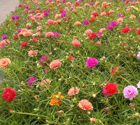Portulace grandiflora.の写真素材
