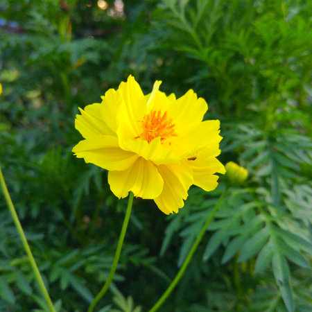 Beautiful cosmos flower.Thailandの写真素材