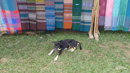 A dog and color Sarongの写真素材