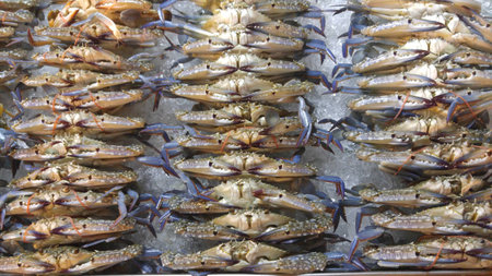Many crab on ice at the market.の写真素材