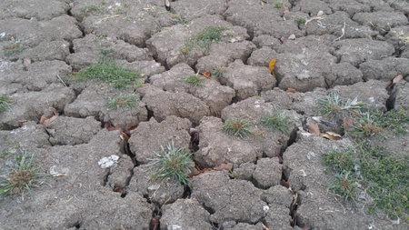 Broken land and a little grass survivor.の写真素材