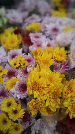 Beautiful flower Chrysanthemum to worship the Buddha.の写真素材