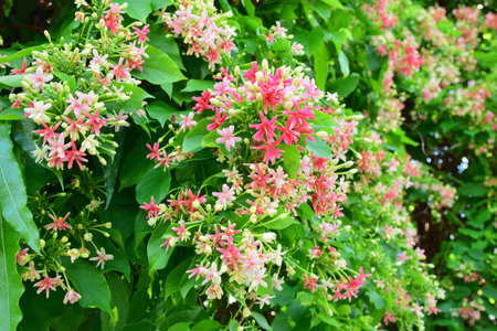 Beautiful flowers.の写真素材