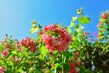 Beautiful flowers.の写真素材