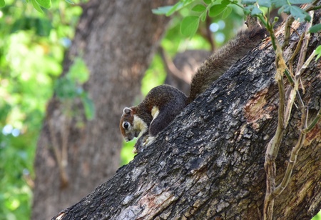 Chipmunk on the park, Bangkok Thailand.の写真素材