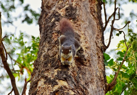 Chipmunk on the park, Bangkok Thailand.の写真素材