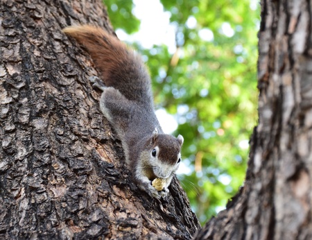 Chipmunk on the park, Bangkok Thailand.の写真素材