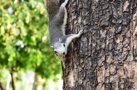 Chipmunk on the park, Bangkok Thailand.の写真素材