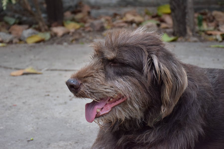 Brown dog sitting on the playground.の写真素材