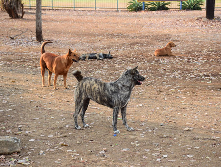 Dogs gangster.Thailand
