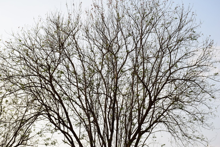 Tree without leaves.Thailandの写真素材