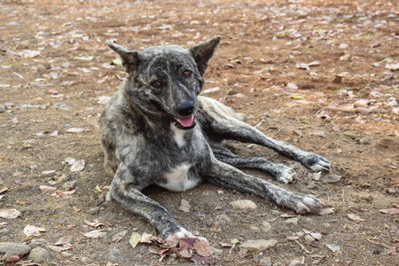 Black - white dog sitting on the playground.Thailandの写真素材