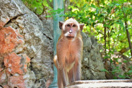A lonely monkey at the park.Thailandの写真素材