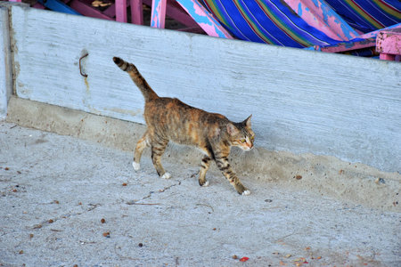 A cat walking on the street.の写真素材
