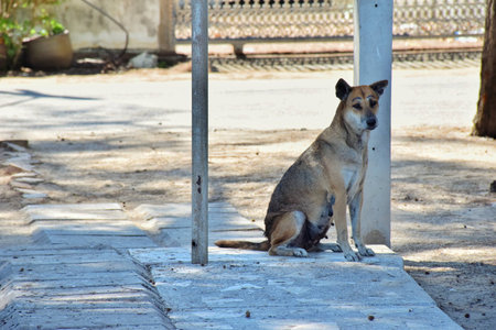 A lonely dog sitting in the groundの写真素材