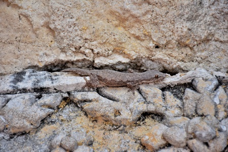 Lizard disguise on the rock wall.の写真素材