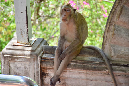 A lonely monkey at the park.の写真素材