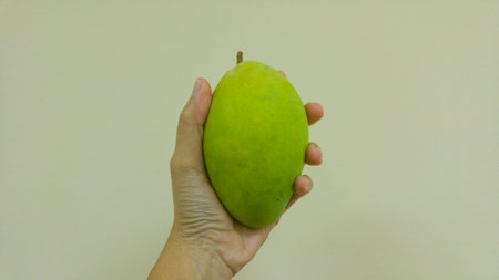 Green mango.の写真素材
